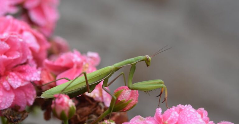 découvrez tout sur la mante religieuse, un insecte fascinant reconnu pour sa posture de prière unique et son rôle important dans l'écosystème.