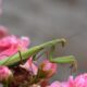 découvrez tout sur la mante religieuse, un insecte fascinant reconnu pour sa posture de prière unique et son rôle important dans l'écosystème.