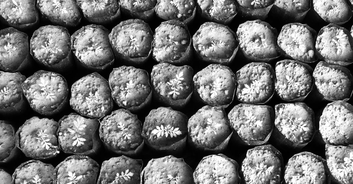 découvrez la période de propagation, une phase clé dans le développement et la transmission des signaux ou des maladies, essentielle pour comprendre leur évolution dans le temps.