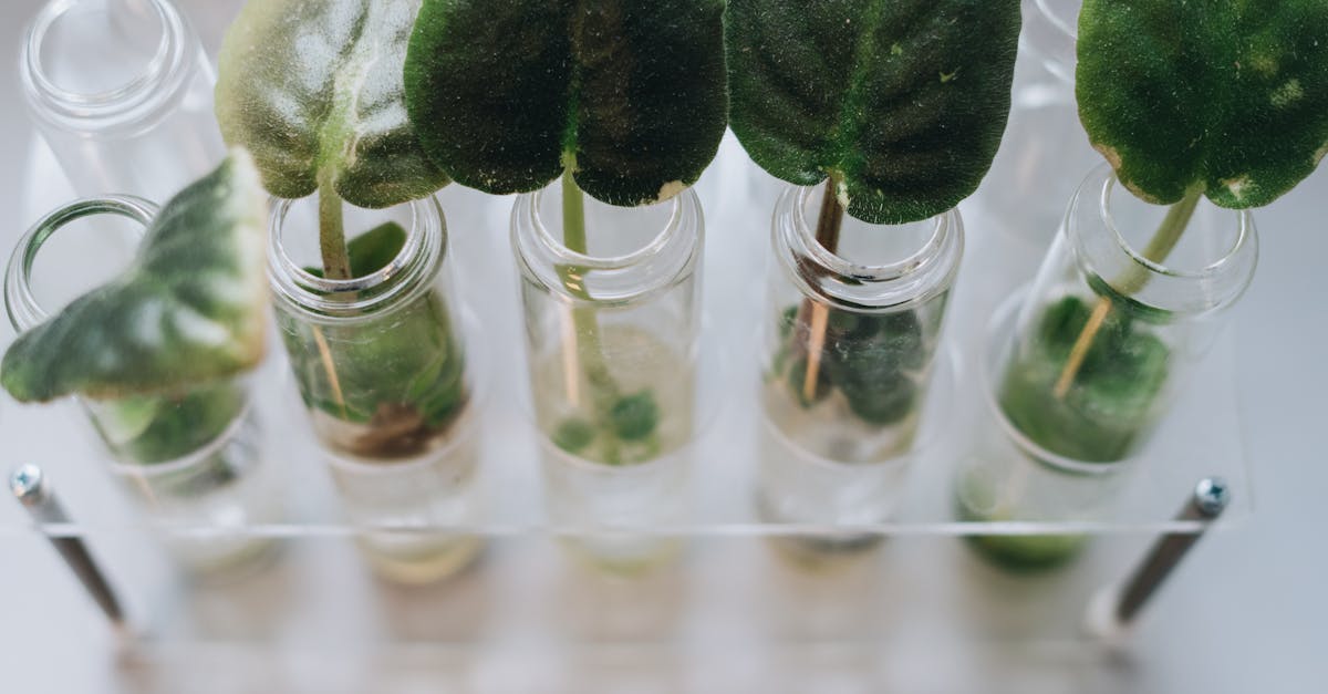 la période de propagation désigne l'intervalle de temps nécessaire à un phénomène, une onde ou une information pour se déplacer d'un point à un autre. comprenez son importance et ses applications dans divers domaines scientifiques et techniques.