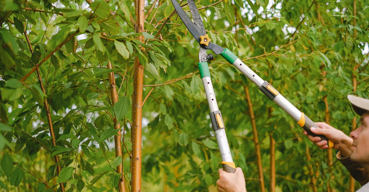 découvrez les meilleures techniques pour tailler efficacement vos prunus et assurer une croissance saine et harmonieuse de vos arbres.