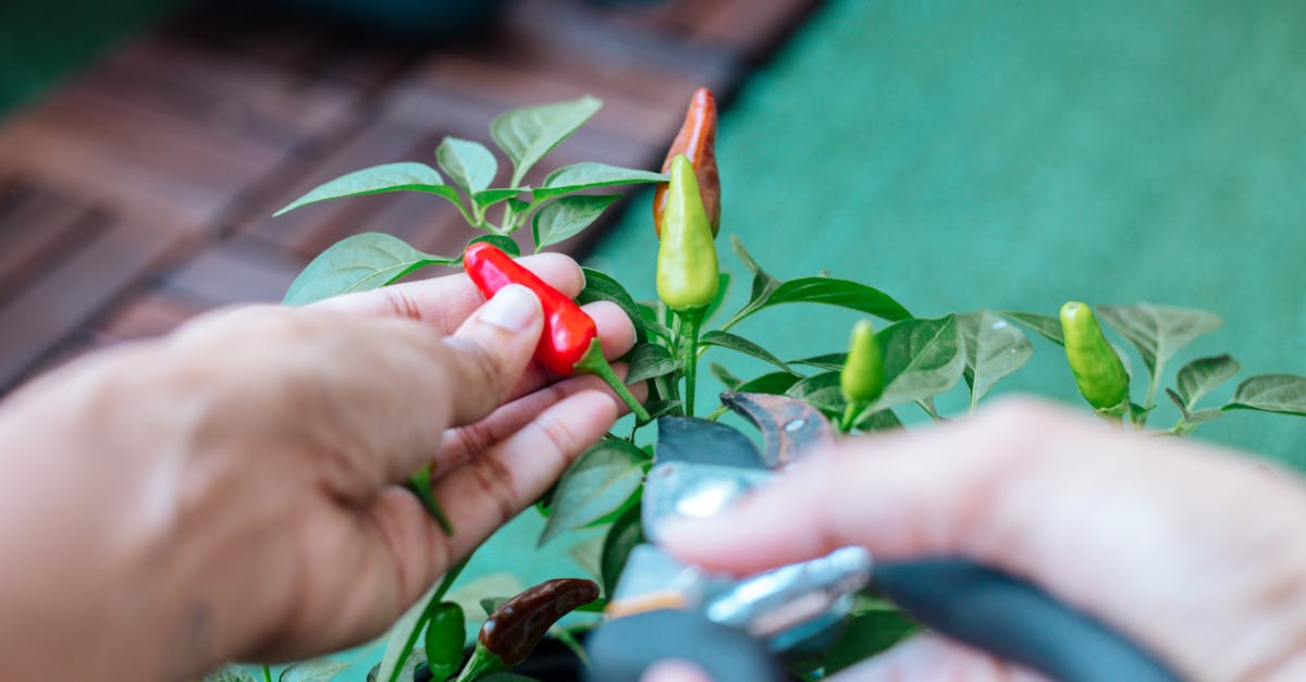 découvrez comment tailler efficacement le prunus pour favoriser sa croissance et embellir votre jardin. conseils pratiques et astuces de taille pour un prunus en pleine santé.