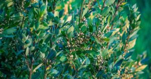 découvrez comment tailler efficacement les prunus pour favoriser leur croissance et leur floraison. conseils pratiques pour une taille réussie au bon moment.