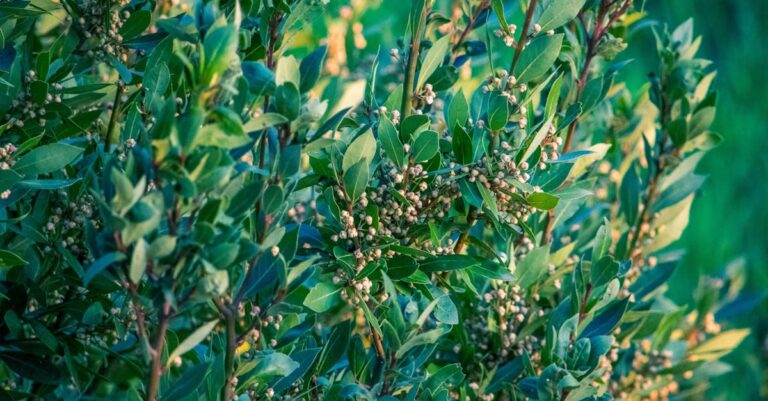découvrez comment tailler efficacement les prunus pour favoriser leur croissance et leur floraison. conseils pratiques pour une taille réussie au bon moment.
