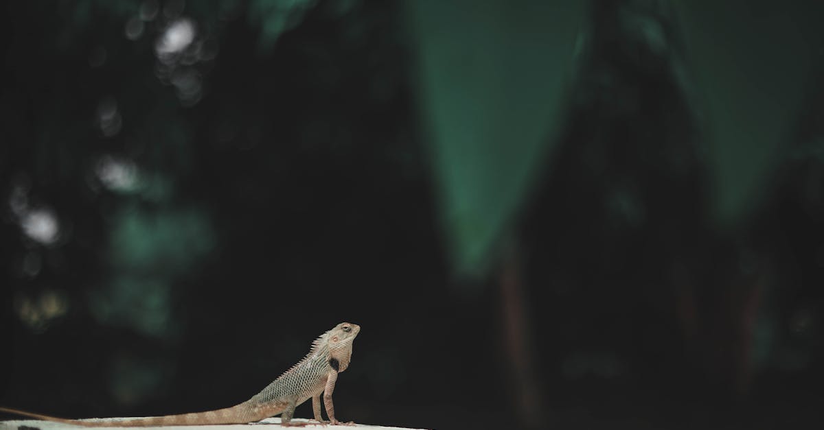 découvrez salamander, la marque alliant design innovant et performance pour vos équipements de chauffage et ventilation.