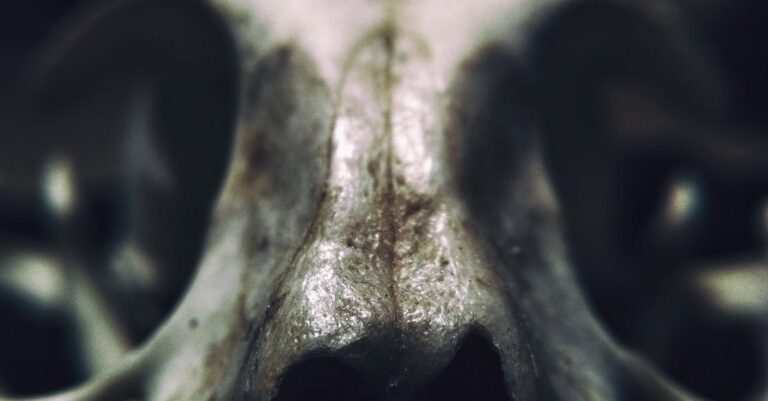 découvrez tout sur les salamandres : habitat, caractéristiques, comportement et faits fascinants sur ces amphibiens uniques.