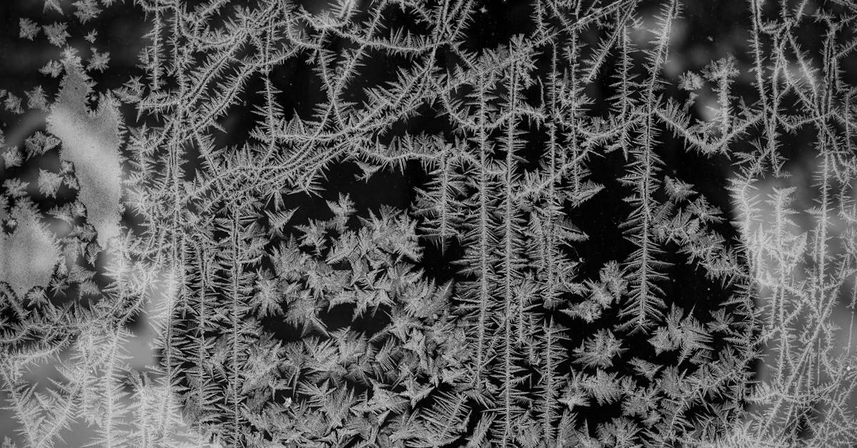 découvrez comment identifier et éliminer une infestation de musaraignes dans votre maison pour protéger votre habitat efficacement.