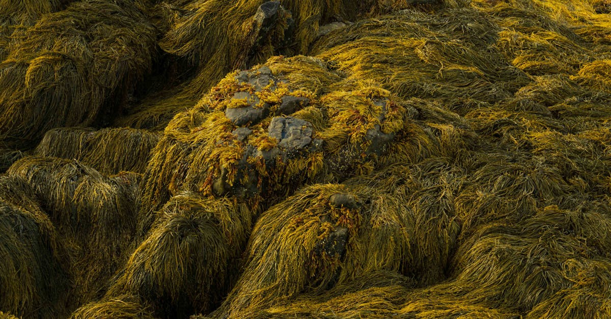 découvrez comment identifier et éliminer une infestation de musaraignes dans votre maison rapidement et efficacement.