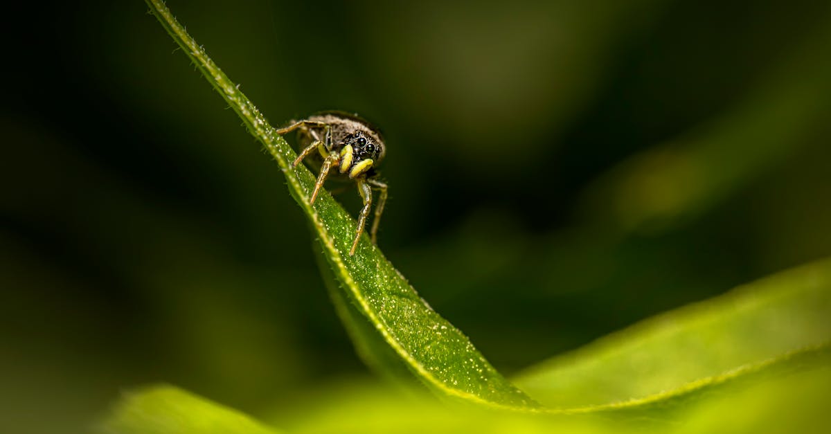 découvrez comment identifier et éliminer une infestation de musaraignes rapidement et efficacement pour protéger votre maison.