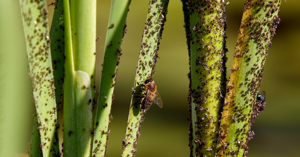 découvrez comment identifier et éliminer une infestation de musaraignes efficacement pour protéger votre maison et votre jardin.