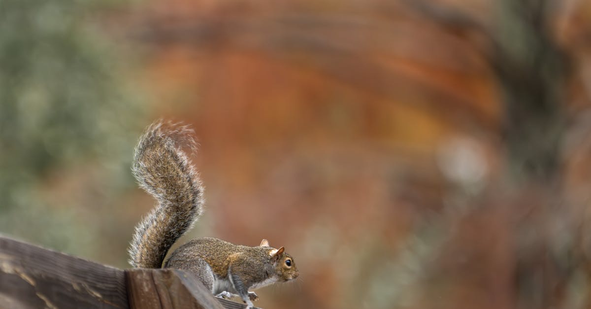 apprenez à identifier les déjections d'écureuils grâce à notre guide pratique détaillé, comprenant des descriptions, des images et des conseils pour différencier leurs crottes de celles d'autres animaux.