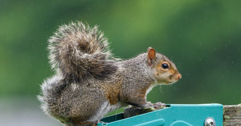 apprenez à identifier les déjections d'écureuils grâce à notre guide pratique, avec des conseils pour distinguer facilement leurs crottes des autres animaux.