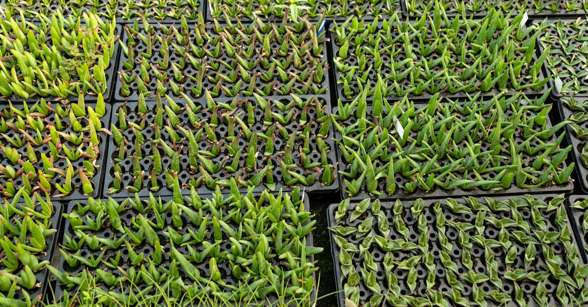 apprenez les méthodes efficaces pour la propagation de l'arbre à fraises, afin de cultiver et multiplier facilement cet arbre unique dans votre jardin.