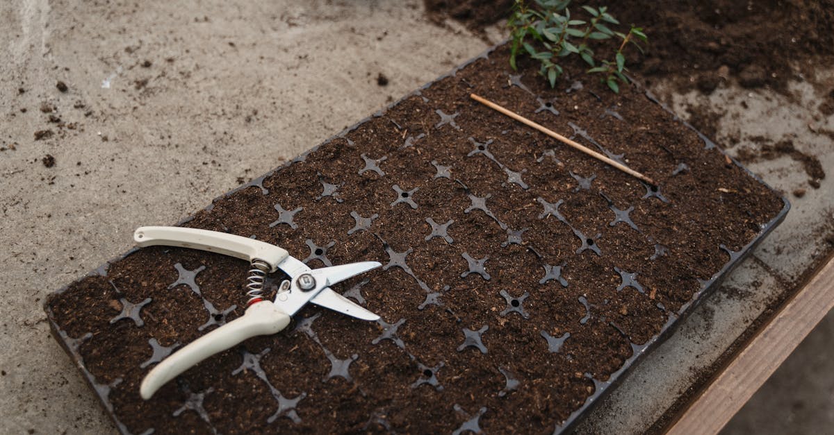 apprenez les différentes méthodes de propagation de l'arbre à fraises pour réussir la culture et le développement de cette plante unique.