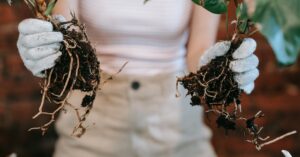 découvrez les méthodes efficaces pour la propagation de l'arbre à fraises, incluant la reproduction par graines, boutures et marcottage afin de cultiver facilement cet arbre unique.