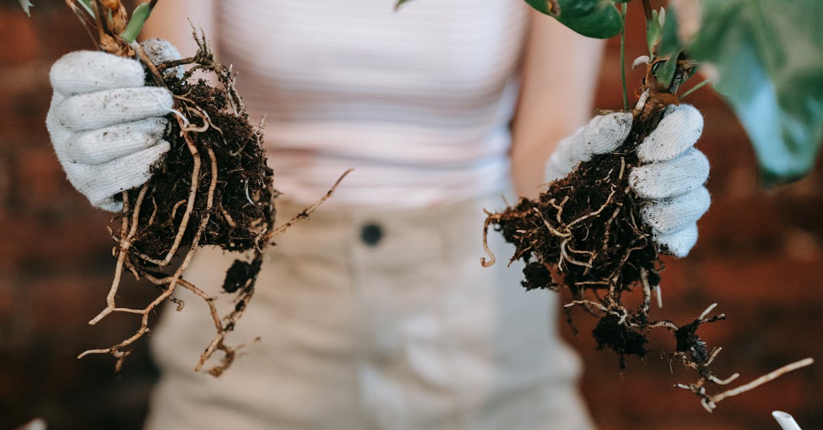 découvrez les méthodes efficaces pour la propagation de l'arbre à fraises, incluant la reproduction par graines, boutures et marcottage afin de cultiver facilement cet arbre unique.