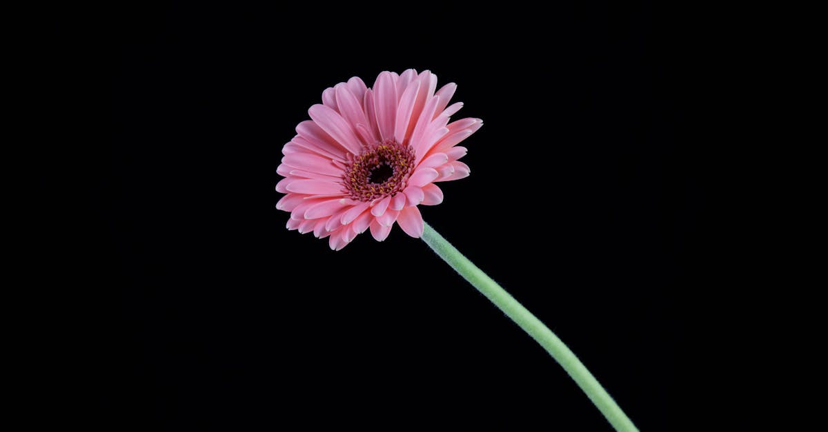 découvrez nos conseils et astuces pour la découpe de papier peint afin d'obtenir une finition parfaite et un intérieur élégant.