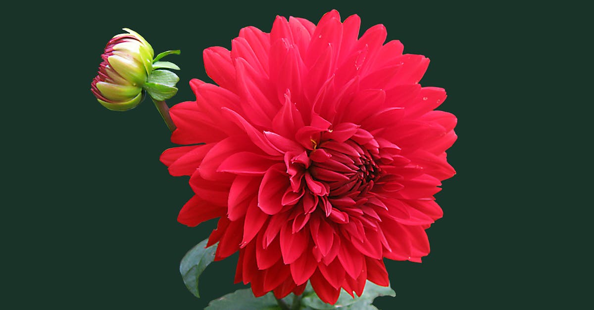 découvrez nos astuces et techniques pour découper efficacement du papier peint et réussir vos projets de décoration intérieure avec précision.