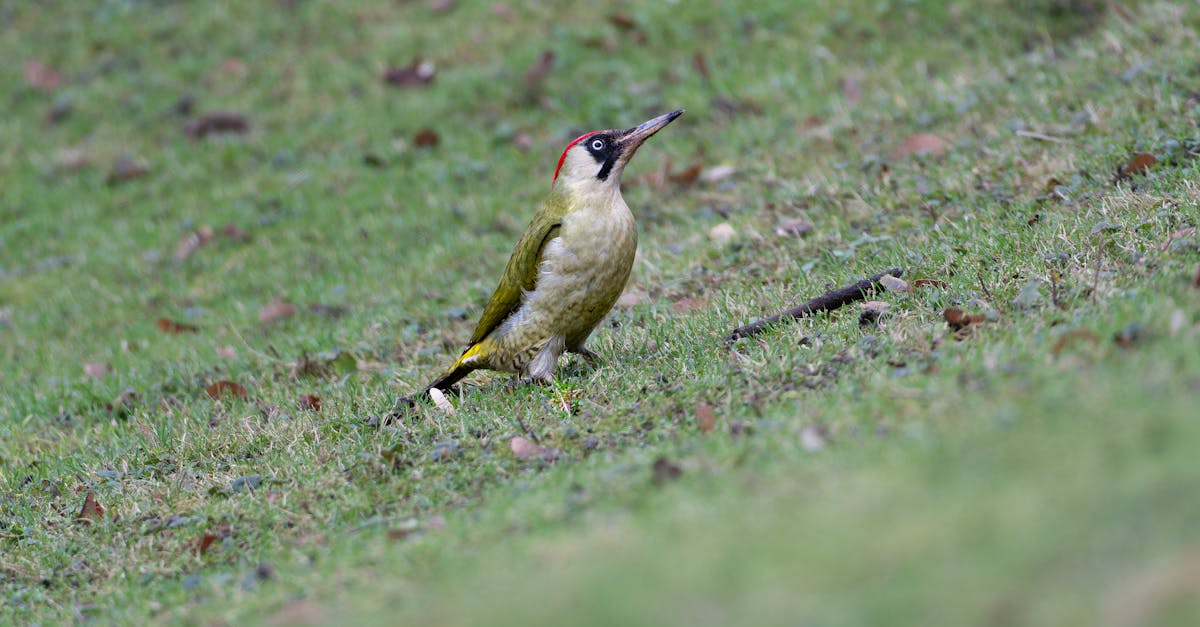 découvrez tout sur le pic, cet oiseau remarquable connu pour son comportement unique de tambourinage sur les arbres, sa diversité d'espèces et son rôle écologique essentiel.