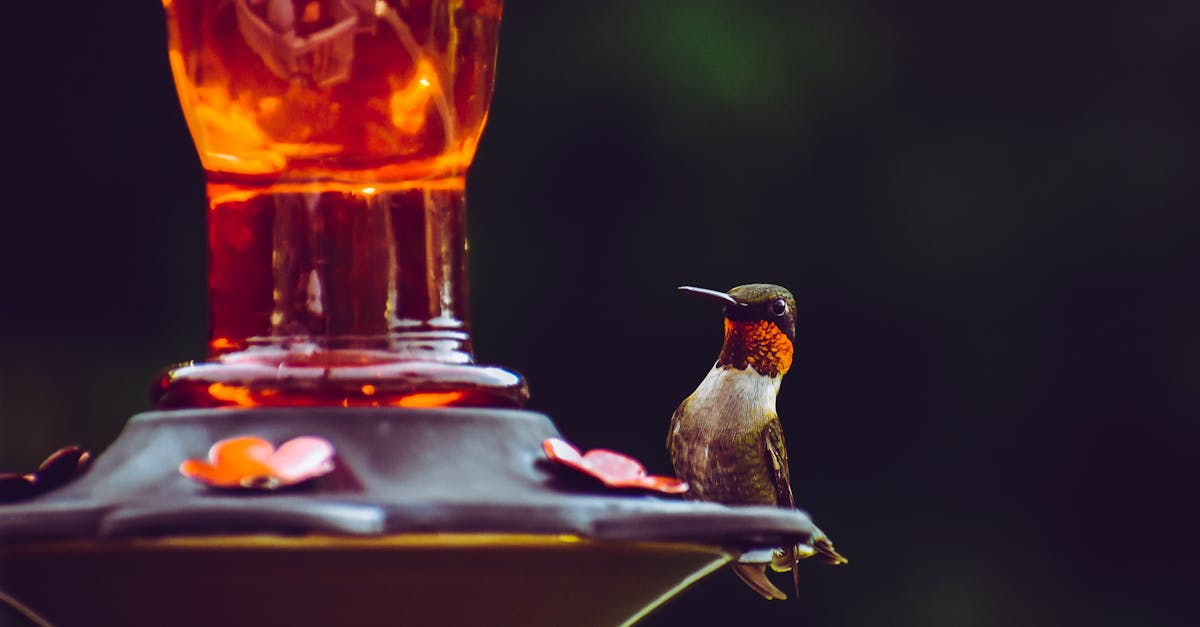 découvrez le pic, un oiseau fascinant connu pour son comportement unique de tambourinage sur les troncs d'arbres. apprenez tout sur son habitat, son mode de vie et son rôle essentiel dans l'écosystème forestier.