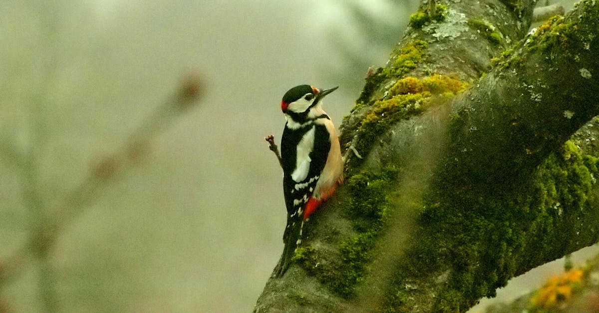 découvrez le pic, un oiseau fascinant connu pour son plumage coloré et son habileté à tambouriner le bois à la recherche de nourriture.