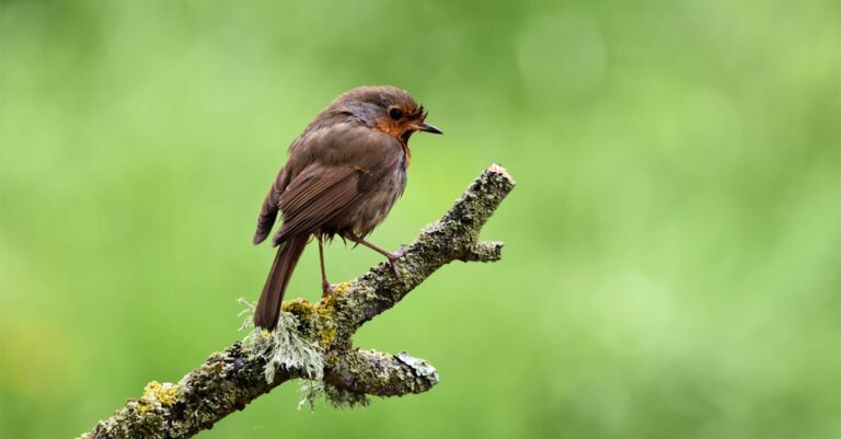 découvrez tout sur le pic-vert, un oiseau fascinant reconnu pour son plumage coloré et son chant distinctif, habitant principalement les forêts d'europe et d'amérique.